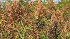 Phragmites Australis, Common Reed Flower Plants On A Windy Day Of Summer. Closeup Shot