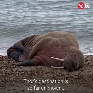 12K views · 443 reactions | Walrus appears on Hampshire beach more than 2,000 miles from home in Arctic Ocean | The Independent | Facebook