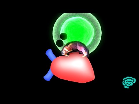 🔴 THE CLEAREST INTRO TO CARDIAC PHYSIOLOGY - DR ASTUCE