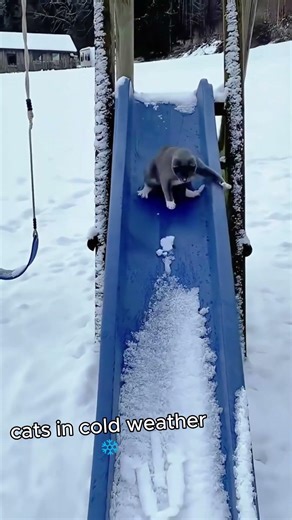 Winter looks better with cats ❄️ #cat #funny #animals #memes