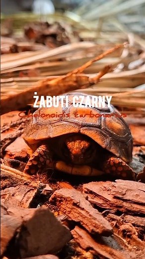 You can see them live from February 28th (Amazonium opening!) in our Exotarium Kraków🐢 #Animals