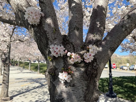 Yoshino cherry trees blossom at Utah State Capitol, a symbol of spring