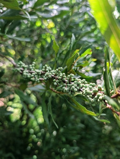 7.9K views · 88 reactions | Phytonutrients 101: Wax Myrtle | The Weeds and Seeds Guy | Facebook