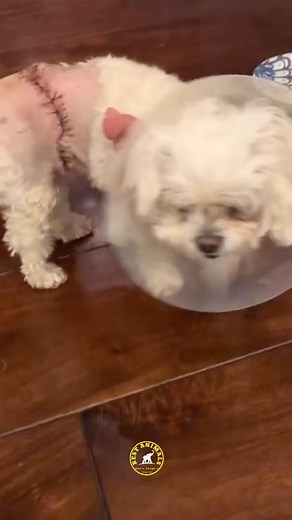 108K views · 842 reactions | Marshmellow The Dog Attacked By German...