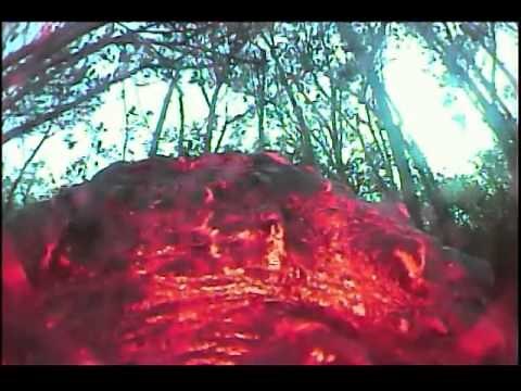 Alligator captures prey