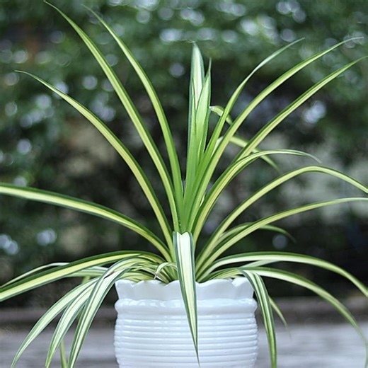 401K views · 2.8K reactions | My Beautiful Big Spider Plant . . . #spiderplant #bigspiderplant #beautifulplants #ceramicpot #beautifulplanter #plants #plantlover #indoorplants #plantreels #gardening #homegardening | Planting & Decoration | Facebook