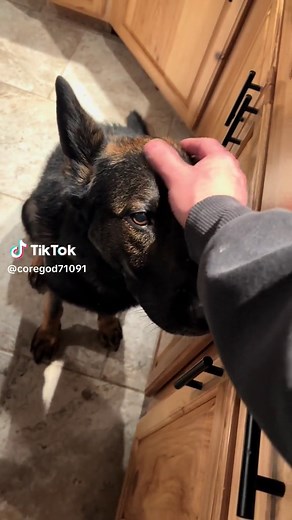 #gsd #germanshepherd #dogsoftiktok