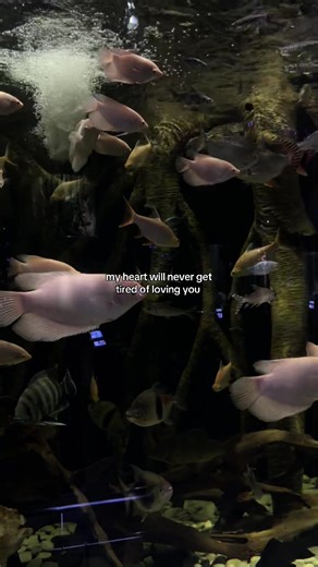 My Heart Will Never Get Tired of Loving You - Love Affirmation Lines