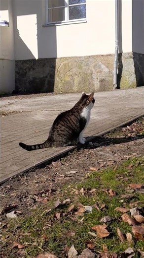 LuCa On The Farm (1) #itsluca #luca #cat #watchcat #farm #lucasyard #alleliebenluca