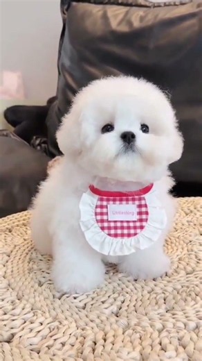 Cute Puppy Moments That Will Melt Your Heart ❤️ | Funny & Adorable Dog