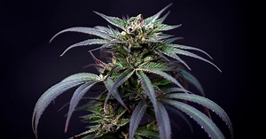 Scientists race to learn how marijuana affects the brain