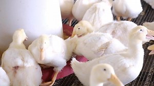 🎥 #MLFarmtoFork : Since the beginning -- our ducks have been raised on local, family-owned farms. Get a behind-the-scenes look at one of our duck barns as we take you through a virtual tour. Check it out! 👇 | Maple Leaf Farms