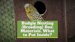 Budgie Nesting (Breeding) Box: Materials, What to Put Inside?