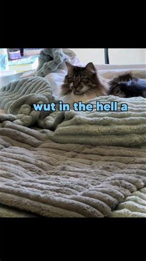 ETENRAL CATTYNIP