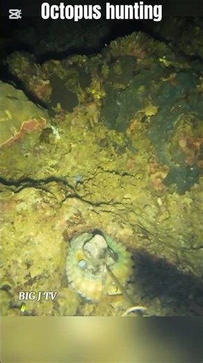 Catch and cook: octopus hunting #fishing #octopus #viral #viralshorts
