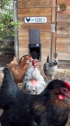 My flock's reaction to the automatic coop door #homestead #chickencoop