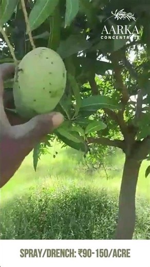 (Tamil) 🥭 Bigger & Longer Mango Harvest