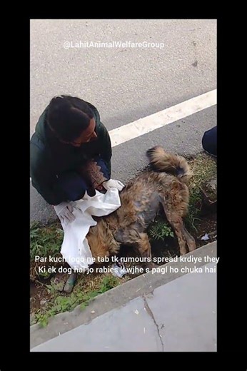 Sterilization se hi dog bites or maximum problems k solution mil sakte hai!