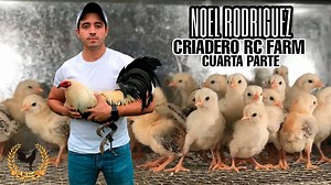 366K views · 574 shares | Criadero RC FARM IV - Noel Rodriguez | Granja Maverick | Facebook