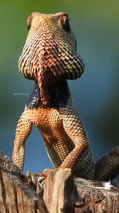 Lizard calling #lizard #calling #reptile #chameleon #cute #macro #c #scale #nature #wildlife HA99618 | HAWI Studios