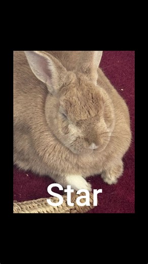 Our 7 little chunks #rabbits #7 #cute #fyp #bunnies