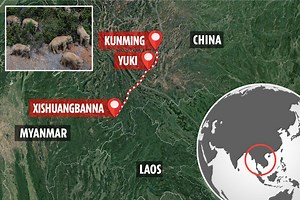 Rampaging herd of 15 elephants hit huge city of 7m as they trek 300-miles