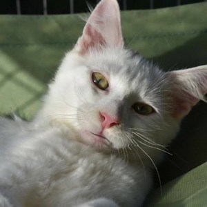 Come on Rocky's Supporters I know You're Out There! Please Support the Kitties as well as the Doggies by Sharing & Commenting ~~~~~~~~~~~~~~~~~~~~~~ ❤️Onyx a Total Sweetheart - Turkish Angora X❤️ Sweet Gentle Natured Boy Male Angora x Domestic Medium Hair Mix Cat Onyx is a divine young boy. He was an owner surrender with his mum and siblings. He is pure white apart from a black marking on his head. Onyx can be little shy, but is fun, playful and loving in a calm environment. He would do best in 