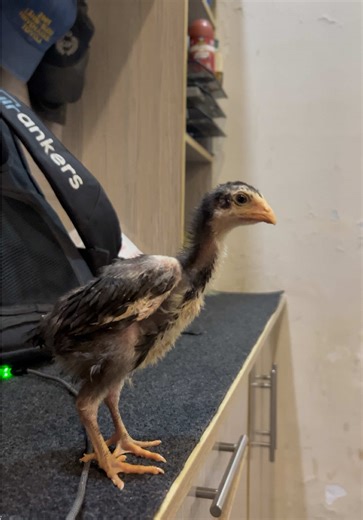 Discover Big Birds: Amazing Avian Wonders