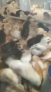 14K views · 76 reactions | LK Poultry Farm Manipur on Reels | Facebook