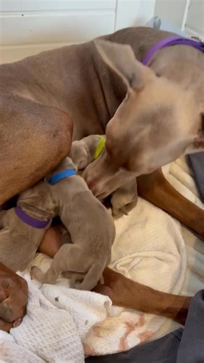 9.7K views · 391 reactions | Bambi is such a wonderful mom to her seven babies. We know the puppies will go fast, but please consider adopting Bambi when she is ready. She’s done a lot in her three short years and is ready for her forever home who will spoil her like the Queen she is !! | Illinois Doberman Rescue Plus | Facebook