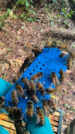 3.8K views · 110 reactions | Friendly behaviour is a good sign when introducing new queen bee to a new colony  #bees #honeybees #naturelovers #naturephotography #beekeeping | Stanley’s bees | Facebook