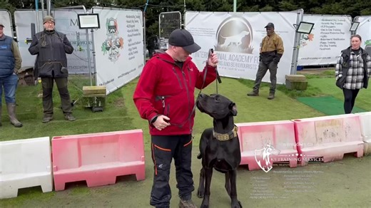 13K views · 282 reactions | K9 Training Services: Dog Training Centre of Excellence on Reels | Facebook