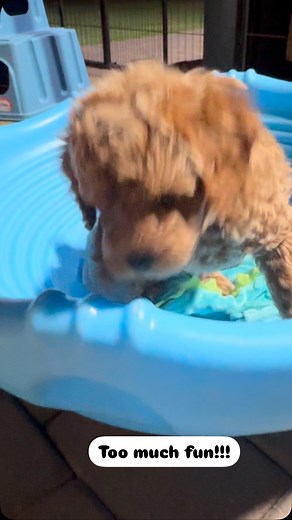 I laughed and laughed at these cuties tonight. They were so ready to be playing outside with their toys and siblings. Cavapoo’s are always happy! No bad days for them!! If you want to smile, come meet them!! #cavapooplaytime #cavapoo #cavapoos #cavapooofinstagram #cavapoopuppy #cavapoolife🐶❤️🐶 #peoriaaz #azpuppies #puppiesofarizona #northpeoria #northpeoriamoms #scottsdale #mesaaz #phoenix #cactusdoods #cactus_doods | Cactus Doods