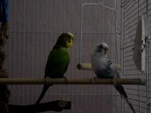 Chirping Parakeets