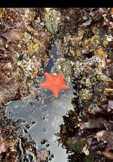 Tide pooling was one of my favorite things i did this year! 🧜🏽‍♀️ it was soooo magical to see all the beautiful marine eco systems up close🥹 & im so excited to continue going🧡 During the king tides in California, habitats that are normally underwater will be revealed for some next-level tide pooling. The highest tides of the year, known colloquially as the “king tides” and technically as the “perigean spring tides,” are predictable winter phenomena that occur during the alignment of the sun,