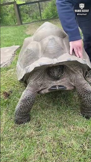 Can crocodiles break turtle shells? 🐢🐊 #animals