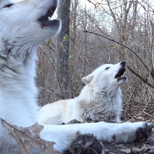 Wolf howls bring tears to our eyes - the good kind of tears 🥹 | Wolf Conservation Center