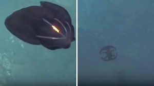 „Das ist ein Alien“ – Video zeigt seltsame Verwandlung von Tier aus der Tiefsee