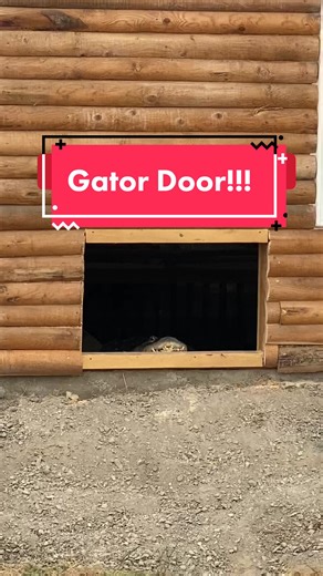 Will Soni 🐊 go outside??? #ClearGenius #XfinityFanthem #alligator #alligatorsoftiktok #gator #gators #americanalligator #reptile #alligatorjesus #fy