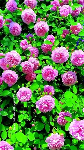🌸 Pink Rose Flowers in Full Bloom | Beautiful Pink Rose Garden Tour 4K"