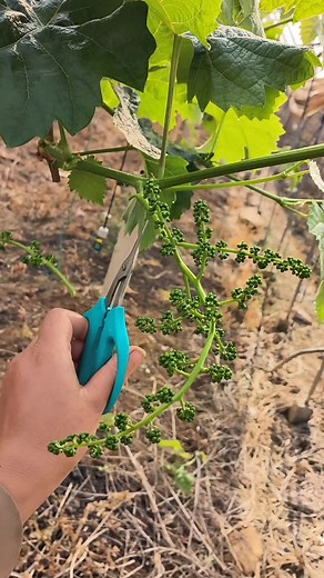 Easy Plant Trimming Techniques for Vine Care