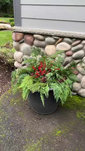 Sharing how I add evergreen branches, holly berries, and pine cones to my Outdoor Flower Pots. Christmas and Holiday Porch Decor Idea! #outdoordecor #porchdecor #christmasporchdecor #evergreens #fyp #holidayplanters #christmasplanter #holidaydecor