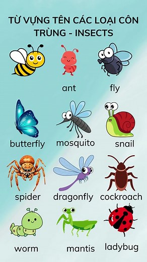 Từ vựng tiếng Anh tên các loại Côn trùng - Insects #ohvuikids #contrung #insects #tuvungtienganh #hoctienganh #tienganh #tienganhmoingay #english #learnenglish