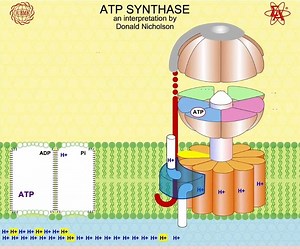 ATP Synthase Animation