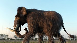 New study tracks a mammoth’s travels across Alaska
