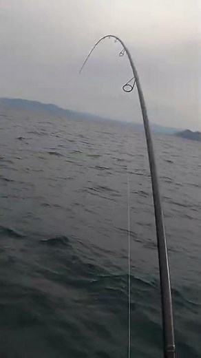 目の前1メートルで真鯛が食いつく瞬間 #Shorts