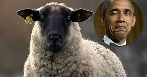 ¡Baa-rack!, las ovejas son capaces de reconocer a Obama en una foto