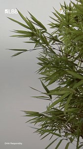 From artisanal cocktails by Roku Gin (@suntory_rokugin), distilled with six unique Japanese botanicals and encapsulating the essence of Japan’s four seasons in every bottle, to a guided Ikebana session by @meghaamodi exploring harmony with nature, the Come Alive With The Seasons Sundowner captured nature at its best. Rooted in the philosophy of Shun – the belief that every season bursts with life – an experience appreciating Japanese seasons’ best flavours: fresh, floral, and vibrant. But don’t 