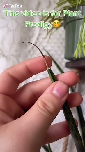 @__plant_mom_ hope this helps. #plants #planttiktok