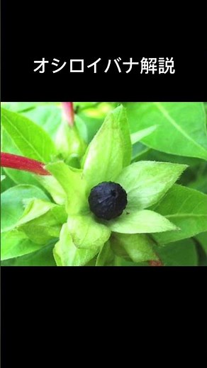 【オシロイバナ解説】#オシロイバナ#解説 化粧#白粉花#FourOclockFlower#花言葉#植物のある暮らし#花#江戸時代#自然 #otaku